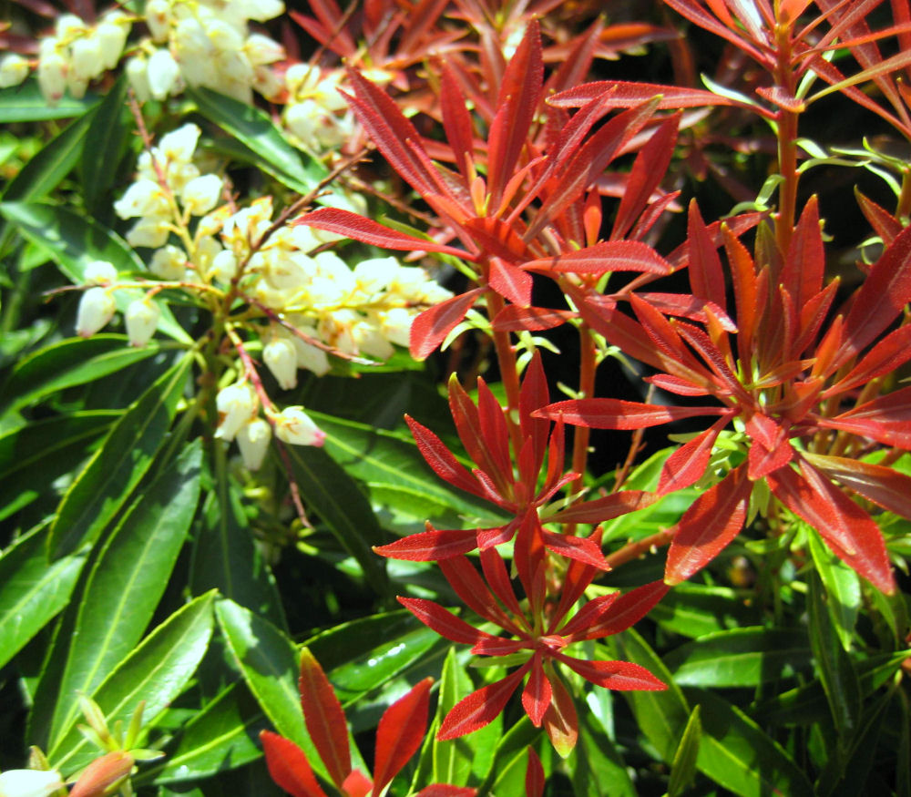 PIERIS JAP. 'MOUNTAIN FIRE' G3 12"