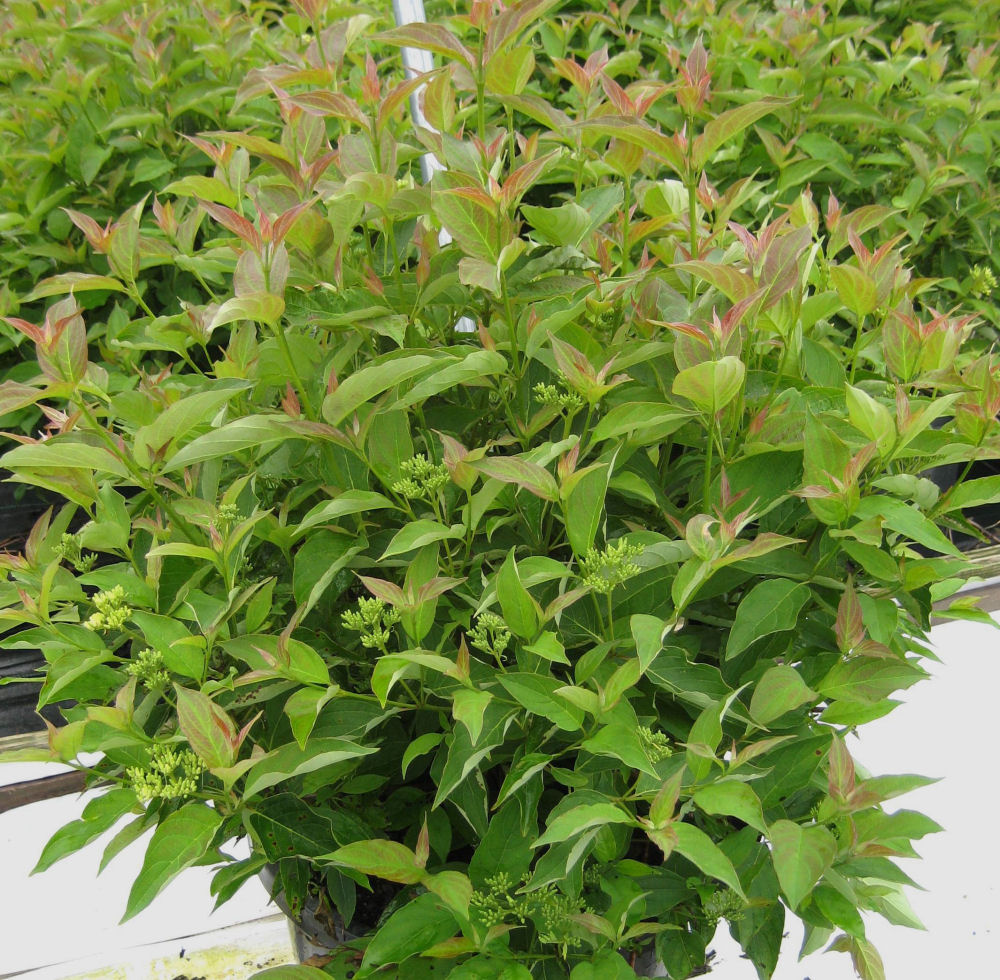 CORNUS RACEMOSA 'MUSKINGUM'  G3 15"