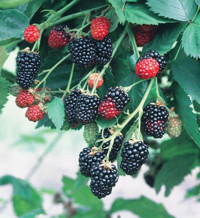 RUBUS 'NATCHEZ' 19CM 12" PTW