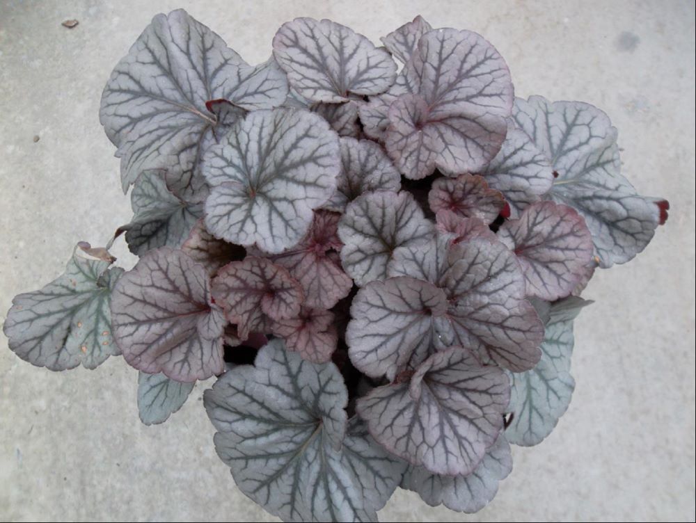 HEUCHERA 'NORTHERN EXP. SILVER'  G1 PTW