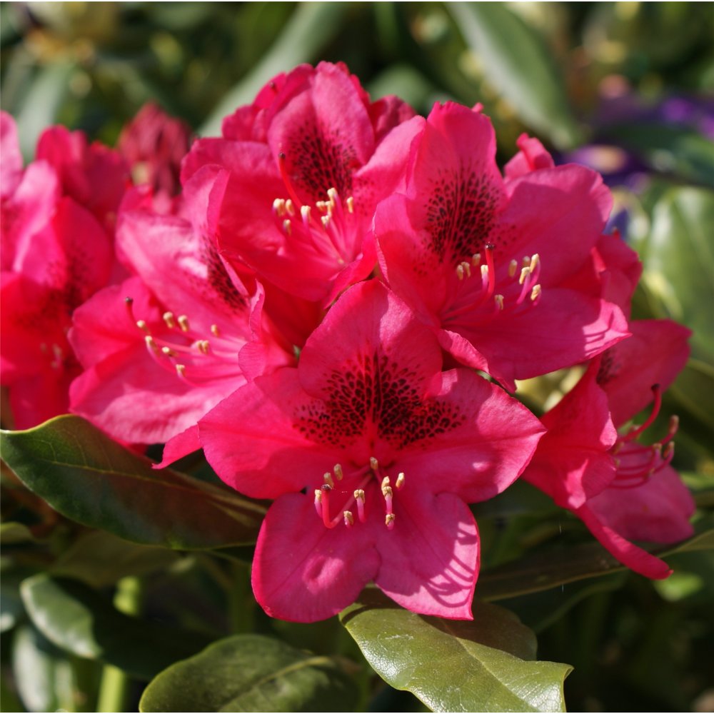 RHODO. 'NOVA ZEMBLA' G3 15"