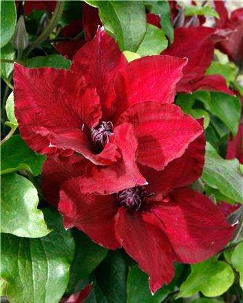 CLEMATIS 'NUBIA' 19CM RE