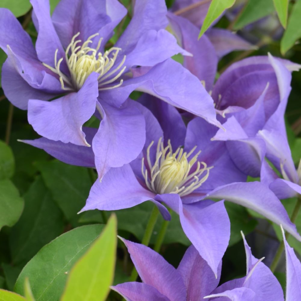 CLEMATIS 'OLYMPIA' 19CM RE