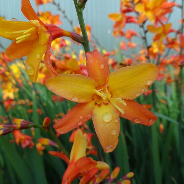CROCOSMIA X 'ORANGE PEKOE' 19CM PTW