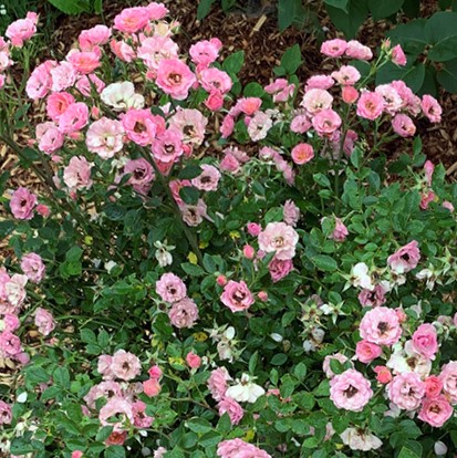 ROSE OSO EASY PETIT PINK G3 PW