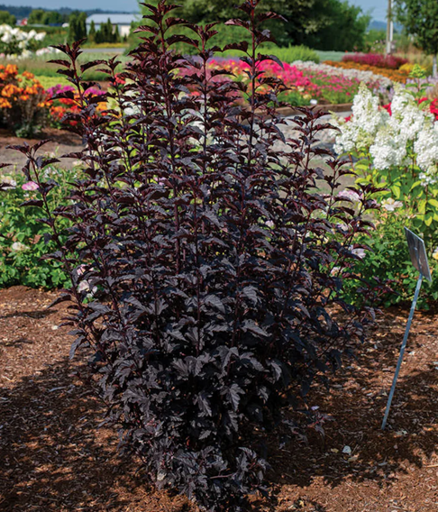 PHYSOCARPUS O.' PANTHER' G2 BE