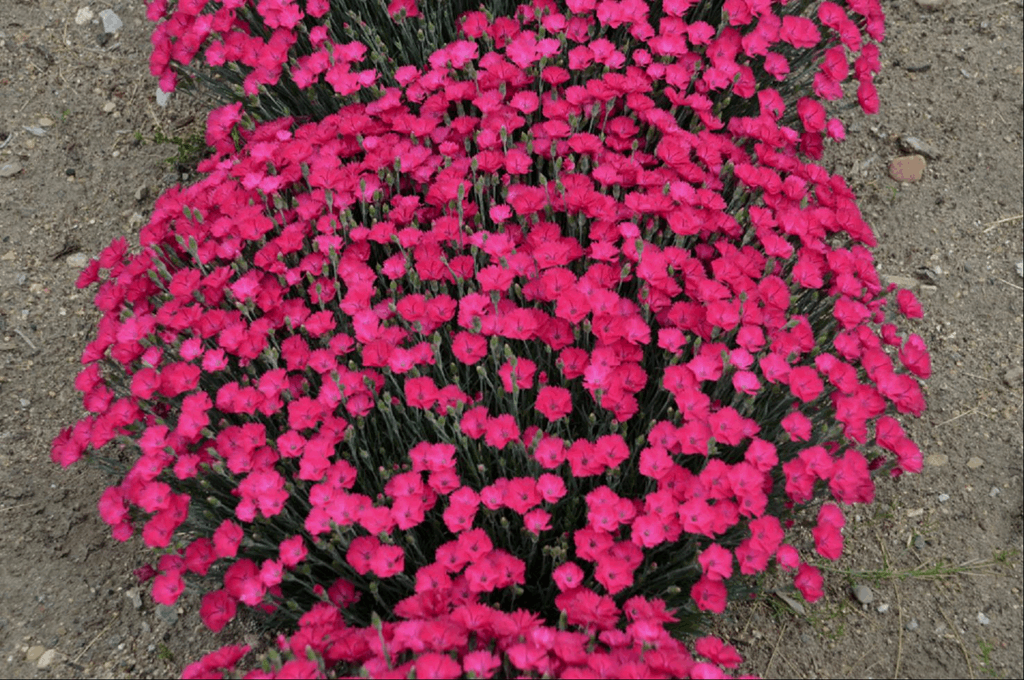 DIANTHUS 'PAINT THE TOWN MAGENTA'  19CM PW
