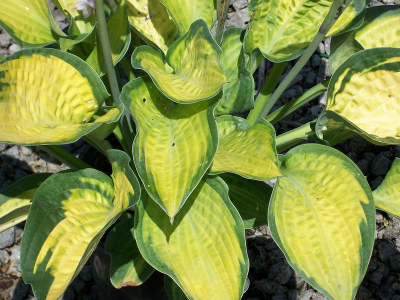 HOSTA 'PAUL'S GLORY'  19CM