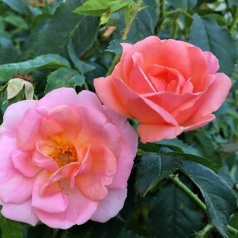ROSE K.O. 'PEACHY KNOCKOUT' G1
