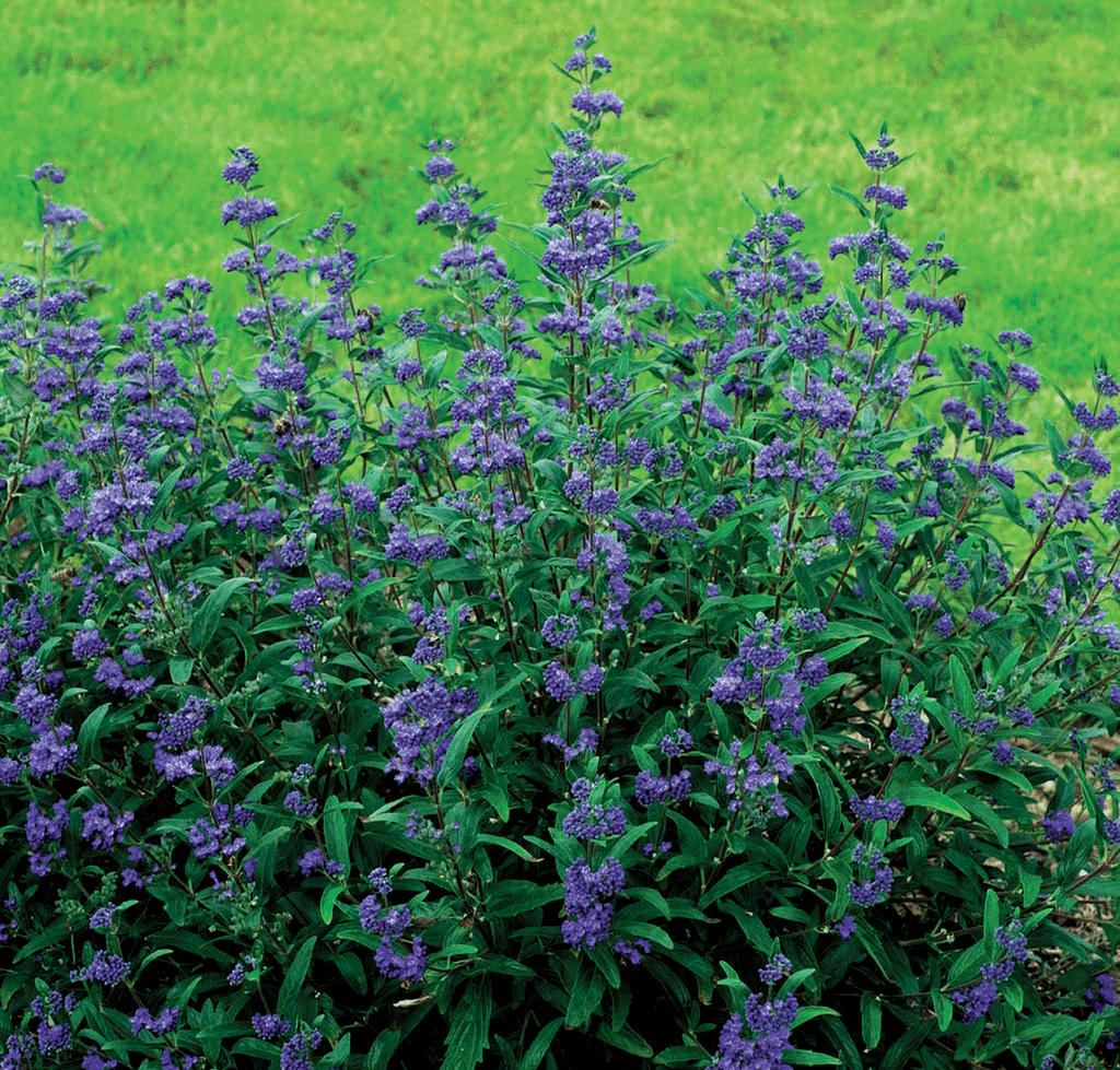 CARYOPTERIS X C. 'PETIT BLEU' G2