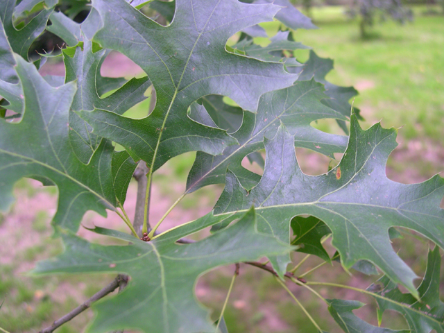 QUERCUS PALUSTRIS G3 AB