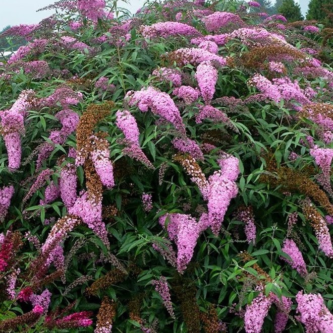 BUDDLEIA 'PINK CASCADES' G3 PTW