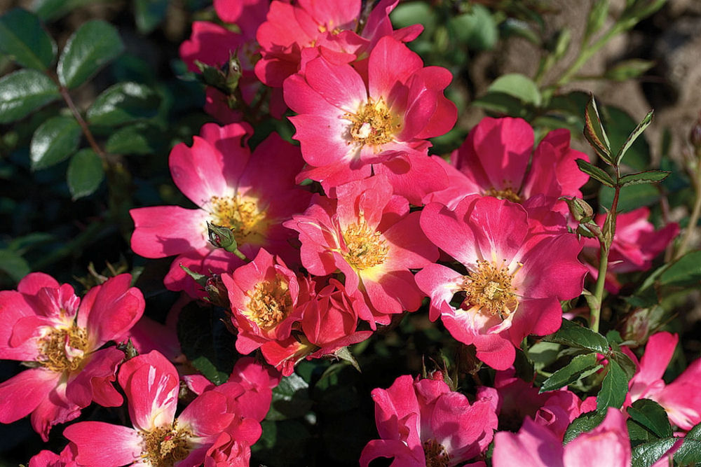 ROSE DRIFT 'PINK' 19CM