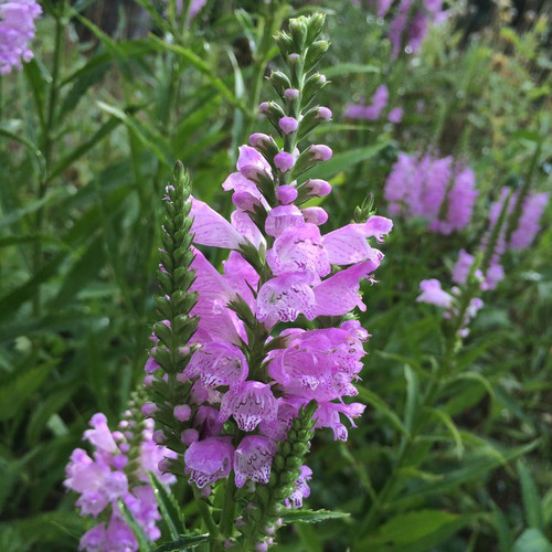 PHYSOSTEGIA 'PINK MANNERS' G1 AB