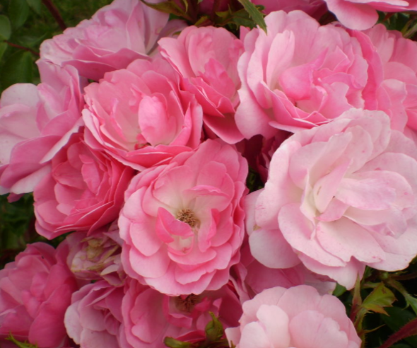 ROSE E.E. 'PINKTOPIA' G2