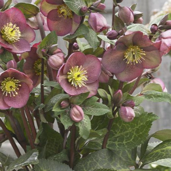 HELLEBORUS FROSTKISS 'PIPPA'S PURPLE'  19CM PTW