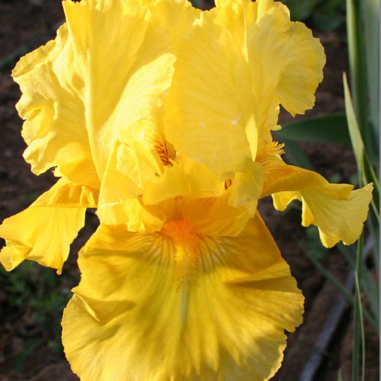IRIS GERMANICA 'PLEASANT PEASANT' 19CM PTW