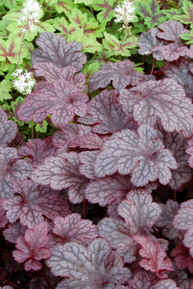 HEUCHERA 'PLUM PUDDING'  19CM