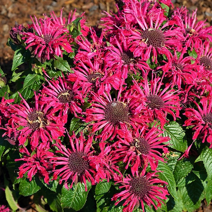 MONARDA 'POCAHONTAS RED ROSE'  19CM PTW