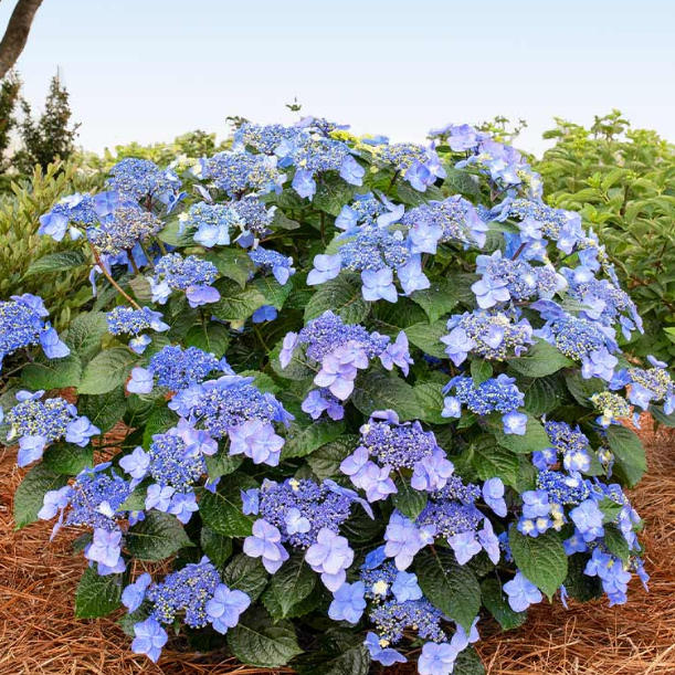 HYDRANGEA M. 'POP STAR'® G2 ES