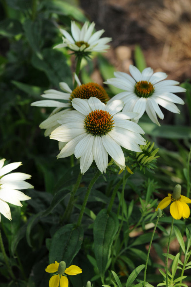 ECHINACEA 'POWWOW WHITE' 17CM PTW