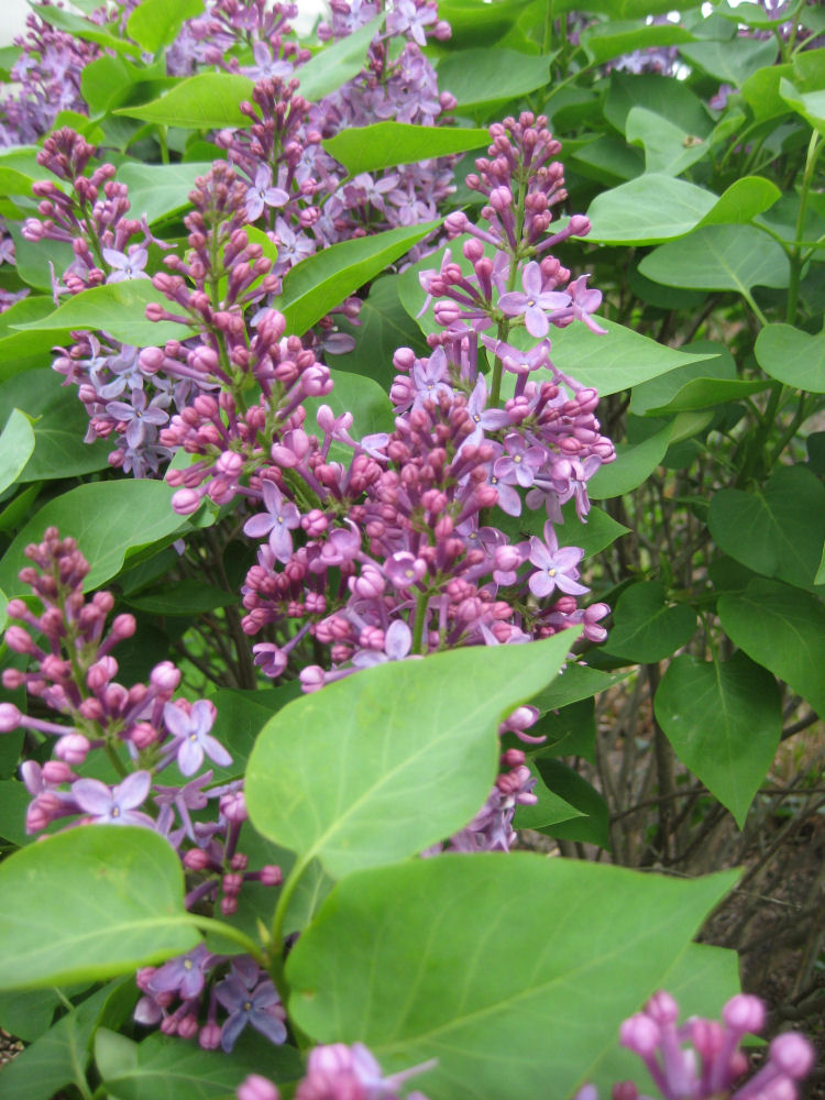 SYRINGA VUL. 'PRAIRIE PETITE' G2 10" DWF
