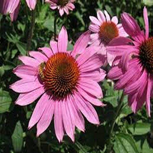 ECHINACEA P. 'PRAIRIE SPLENDOR' G1 AB
