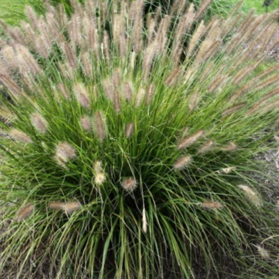 GRASS - PE. AL. 'PRALINE' G2 WF