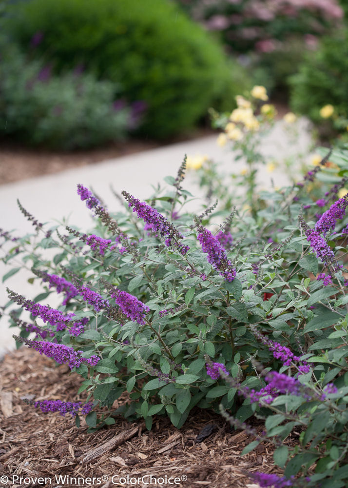 BUDDLEIA LO-BEHOLD® BLUE CHIP JR G3 PW