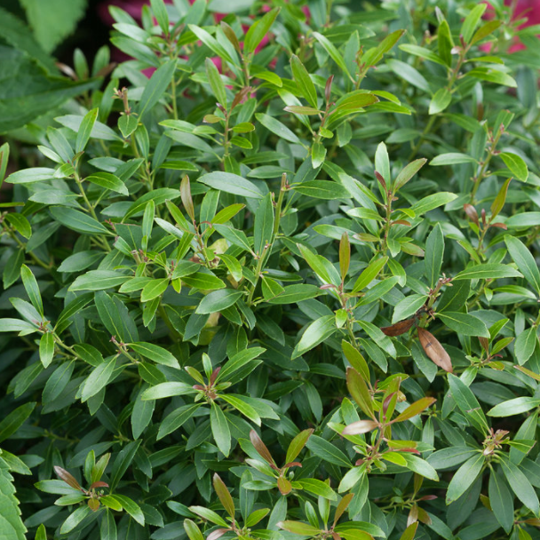 ILEX GLABRA 'GEM BOX' G3 15" PW