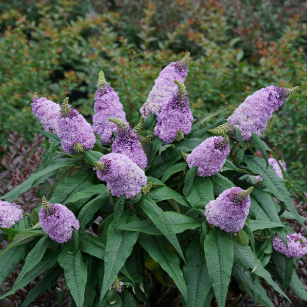 BUDDLEIA 'PUGSTER® AMETHYST' G3 PW