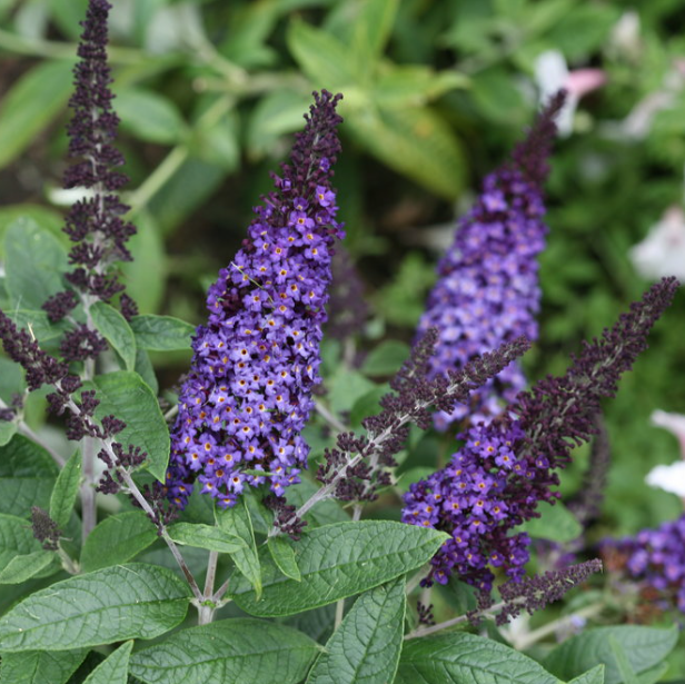BUDDLEIA 'PUGSTER BLUE'® G3 PW