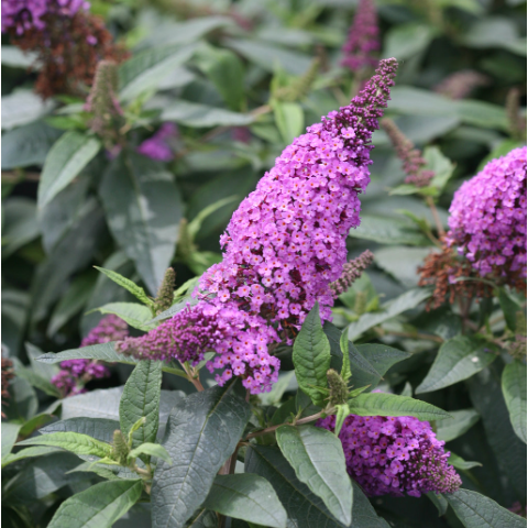 BUDDLEIA 'PUGSTER PERIWINKLE'® G1 PW