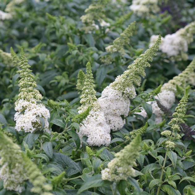 BUDDLEIA 'PUGSTER WHITE'® G3 PW