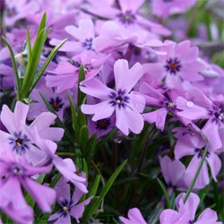 PHLOX SUB. 'PURPLE BEAUTY' 19CM
