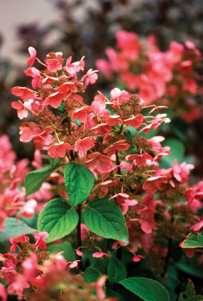 HYDRANGEA P 'QUICK FIRE'®  G2  PW
