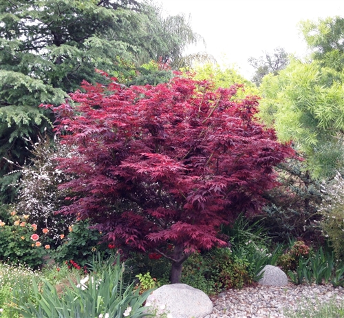 ACER PA. 'ATROPURPUREA' G3 24"