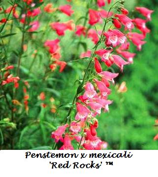 PENSTEMON 'DIGITALIS' G1 AB