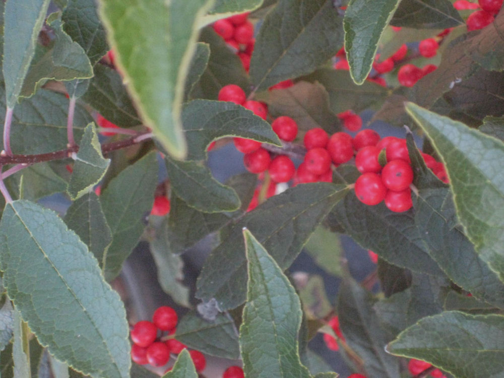 ILEX VERT. 'RED SPRITE'  G3 15"