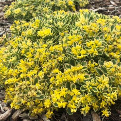 SEDUM ROCK 'N GROW 'BOOGIE WOOGIE' G1 PW