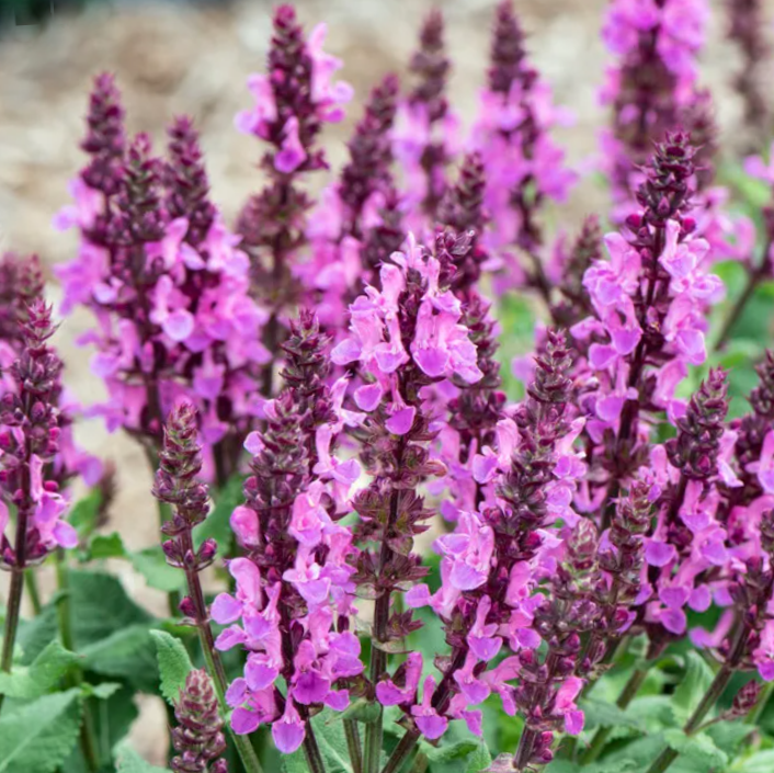SALVIA NEMEROSA 'ROSE MARVEL' 19CM PTW