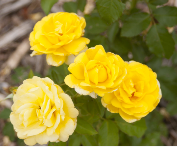 ROSE E.E. 'YELLOW BRICK ROAD'  G2