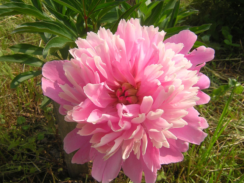 PAEONIA SARAH BERNHARDT (PINK) G2