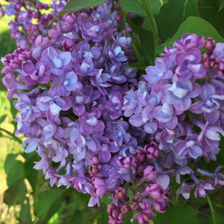 SYRINGA X 'SCENTARA® DOUBLE BLUE' G3 18" PW