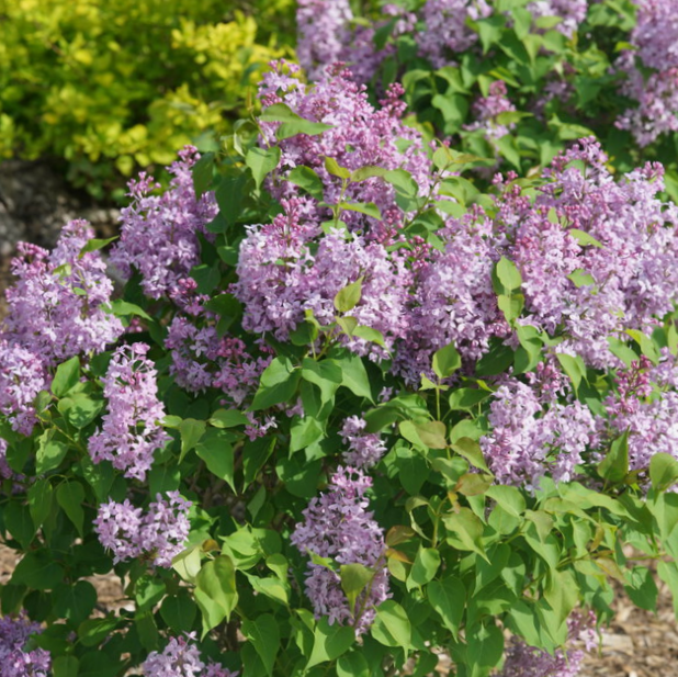 SYRINGA X HYACIN. 'SCENTARA PURA'® G3 PW