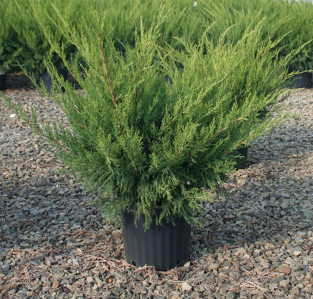 JUNIPER C. 'SEA GREEN'  G3 15"