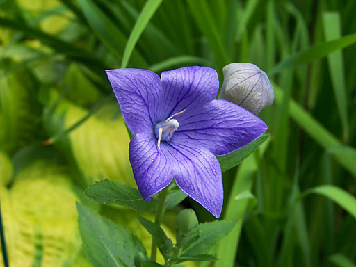 PLATYCODON 'SENTIMENTAL BLUE' 19CM