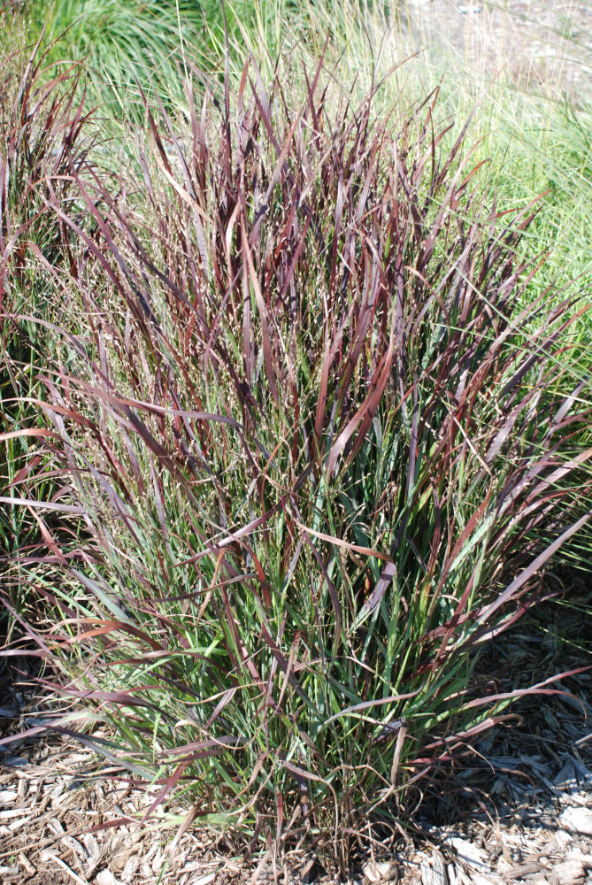 GRASS - PA. 'SHENANDOAH' G2 AB