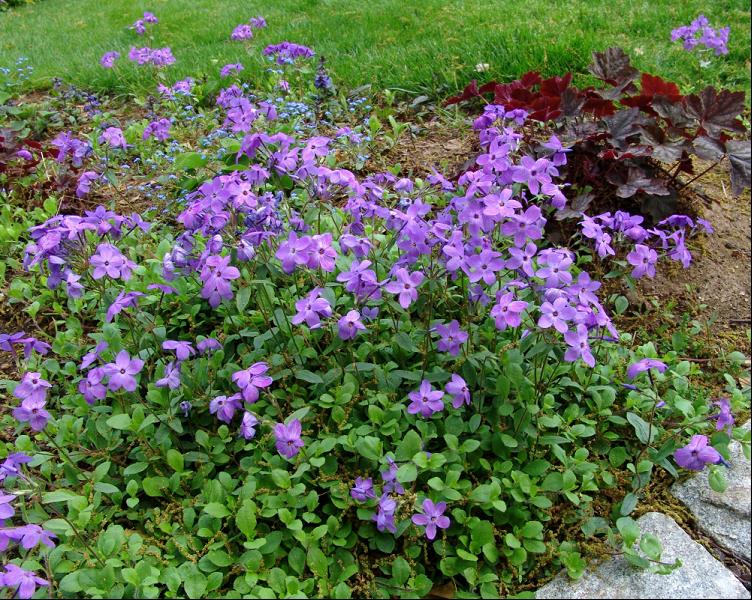 PHLOX STOL. SHERWOOD PURPLE G1 AB