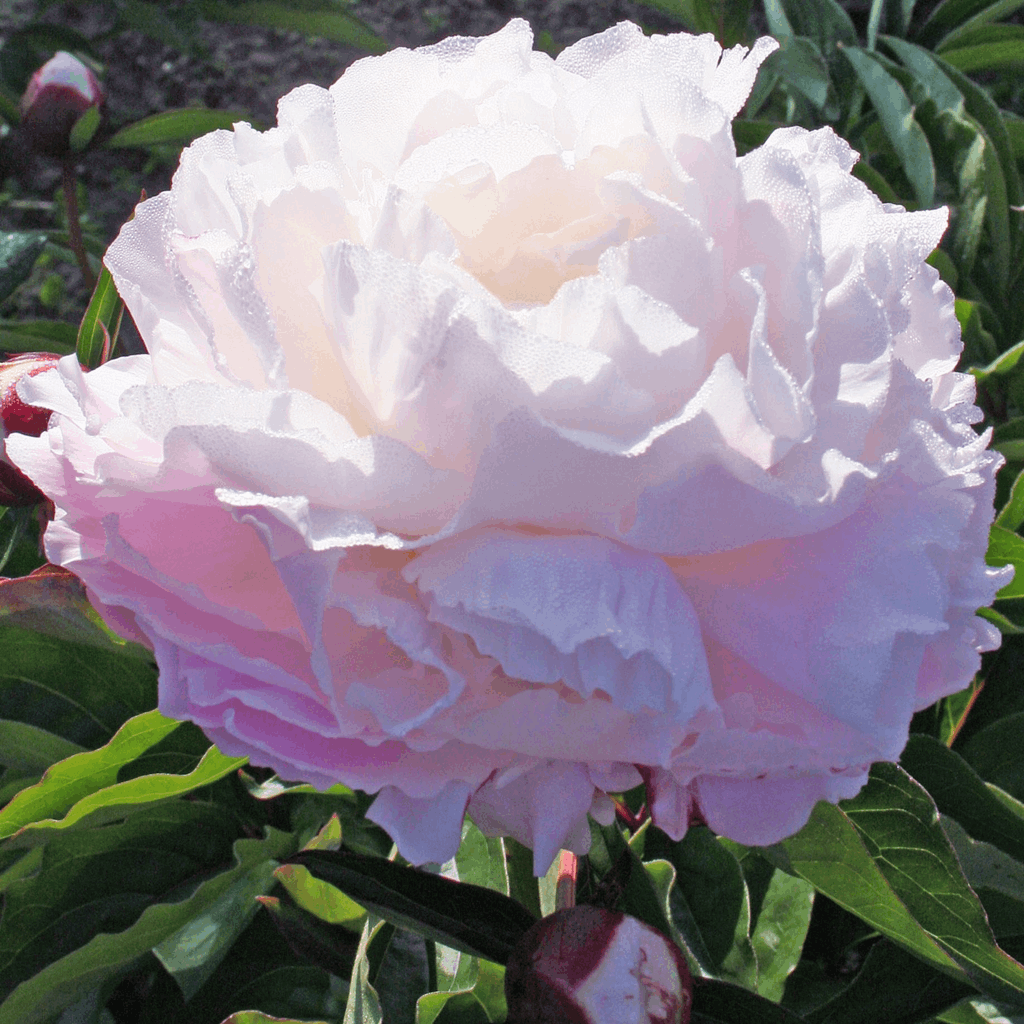 PAEONIA SHIRLEY TEMPLE (WHITE) G2